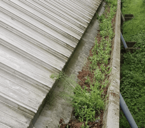 Happy customers in Thame who trust The Roof Moss Cleaners for gutter cleaning services
